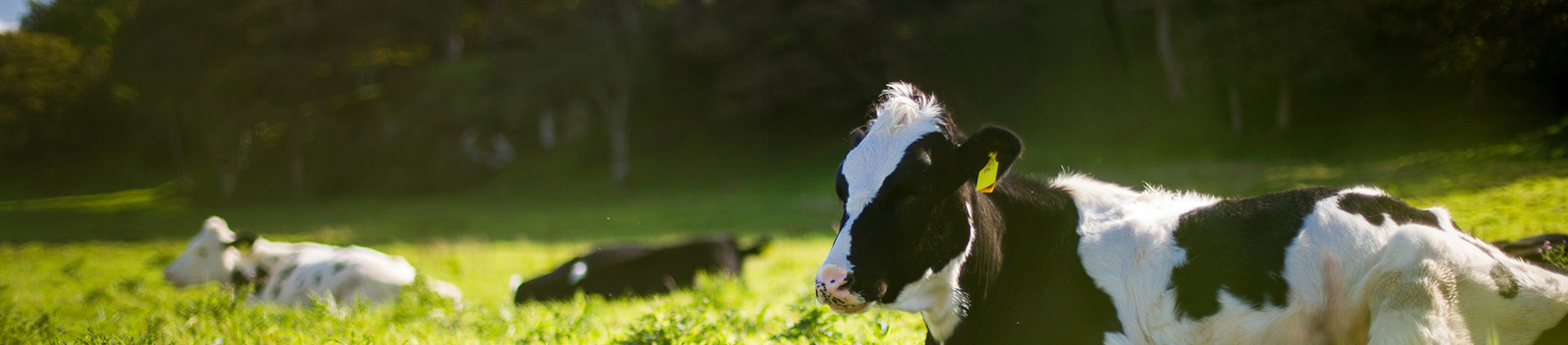 Catchweight ERP For Dairy Industry Image