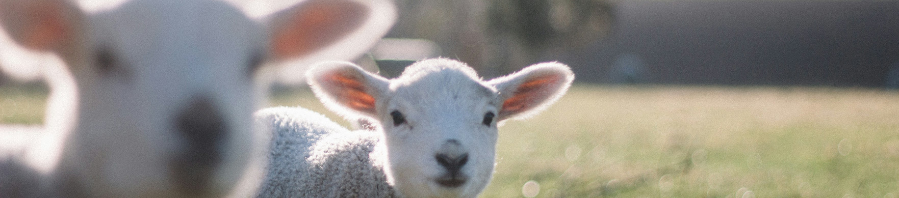 Catchweight ERP For Live Stock Industry Image