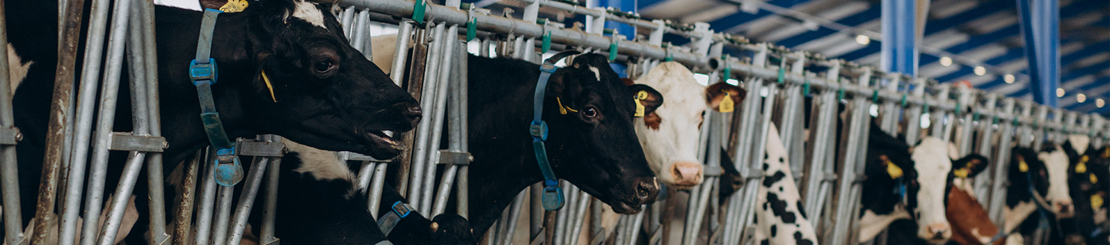 Simplifying Dairy Product Management for an Italian Distributor - Image