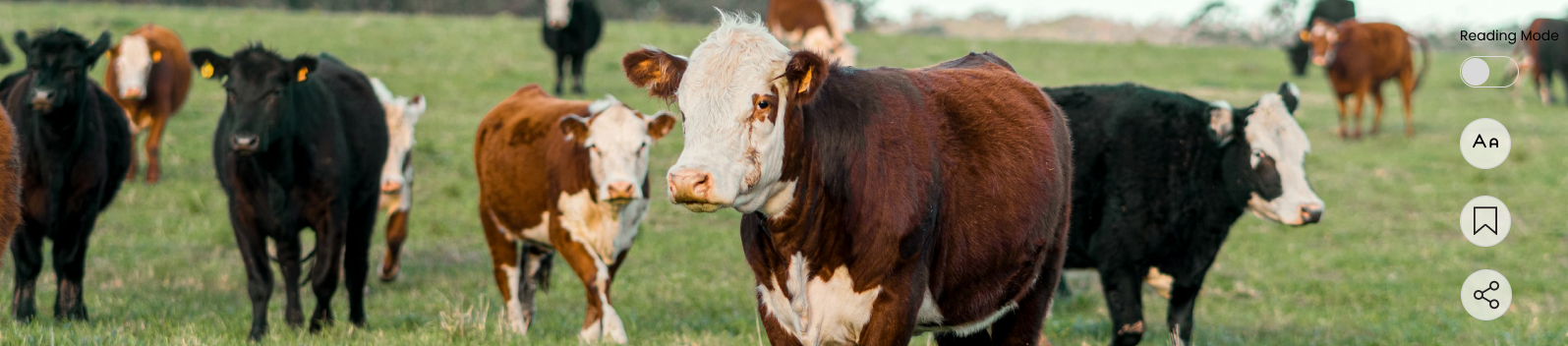 Optimizing Dairy Product Retail Operations for a Chilean Business - Image