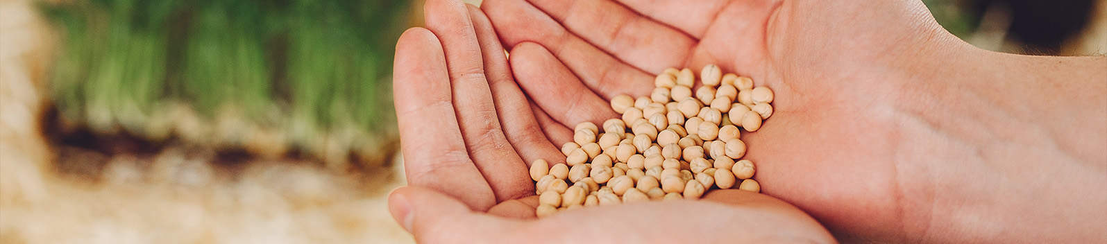 Seed Sales and Inventory for an Australian Distributor - Image